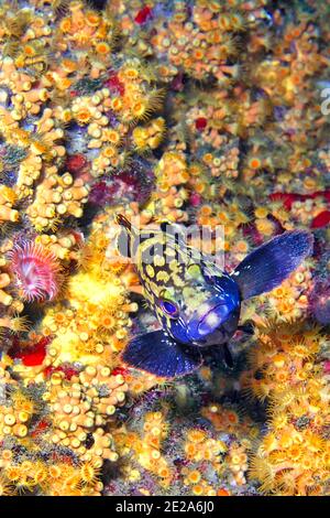 Dusky grouper, Epinephelus marginatus, Cabo Cope-Puntas del Calnegre Natural Park, Mediterranean Sea, Murcia, Spain, Europe Stock Photo