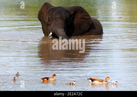 A young bull elephant enjoying a dip in a lake and confronting a family of egyptian geese. Stock Photo