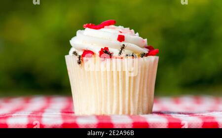 Closeup view of ants on a cupcake. There are several ants. Cupcake is on a checkered table cloth. Stock Photo