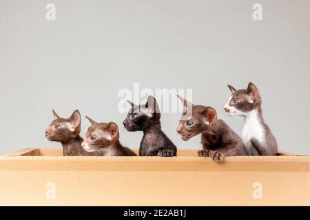 Group of little kittens of oriental cat breed with big ears of brown and black color sitting together in carton delivery box and meowing Stock Photo