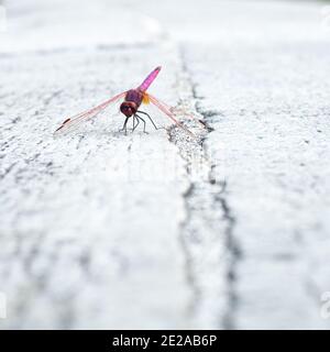 Purple dragonfly settled on white stone Stock Photo
