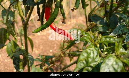 Closeup shot of red and green chilies from Indian village field multicrop with common beans Stock Photo
