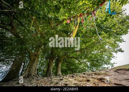 JRR Tolkien's Mythic Trees in Avebury, Wiltshire, UK. Stock Photo