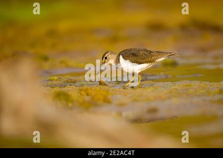 Common sandpiper (Actitis hypoleucos) foraging for food while wading in a pool. This is a wading bird that inhabits coastal areas. It is a migrant, sp Stock Photo