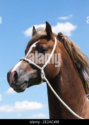 A head shot of a stunning Welsh Cob stallion in tradional halter. Stock Photo