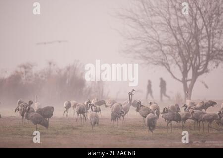 Common crane (Grus grus) Silhouetted in the morning. Large migratory crane species that lives in wet meadows and marshland. It has a wingspan of betwe Stock Photo