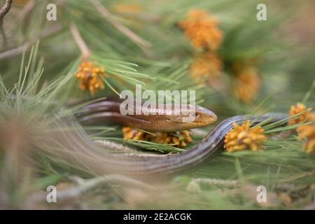 Scheltopusik or European Legless Lizard (Ophisaurus apodus) Photographed in Israel in March Stock Photo