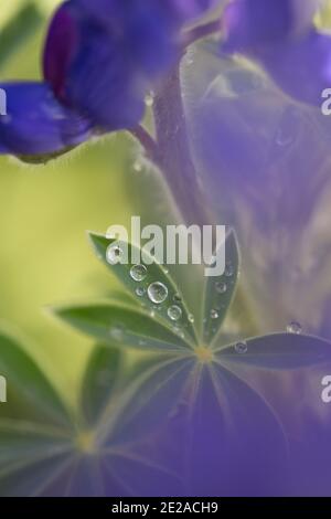 Blue lupin (Lupinus pilosus) in the rain with Water droplets on a leaf Stock Photo