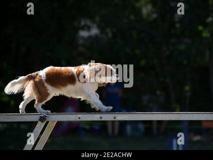 Cavalier King Charles spaniel doing agility exercises on a beam. Stock Photo