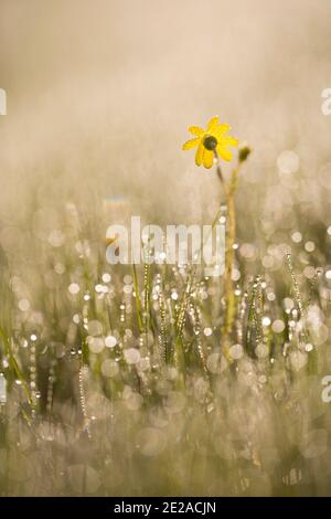 Eastern groundsel (Senecio vernalis) Photogrpahed in Israel in March Stock Photo