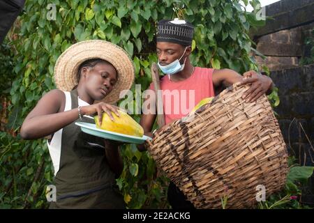 two local african farmers harvesting in their farm Stock Photo