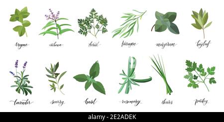 Popular Culinary Herbs and spices big set. Isolated objects. Vector flat illustration. For health care, store, cosmetics, health care, food design Stock Vector