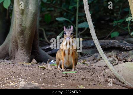 Lesser mouse-deer (Tragulus kanchil) walking in real nature at Kengkracharn National Park,Thailand Stock Photo