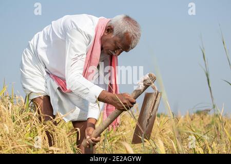 India farmer busy working on agricultural farmland by using hand hoe or garden spade - Concept of rural Indian lifestyle during harvesting season Stock Photo