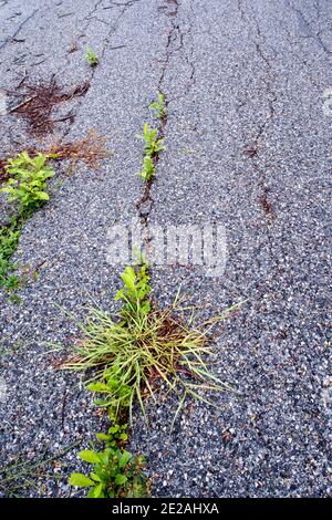 The small plants in the cracks of the asphalt road Stock Photo
