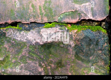 Freshness green moss growing on the moist stone in the rain forest Stock Photo