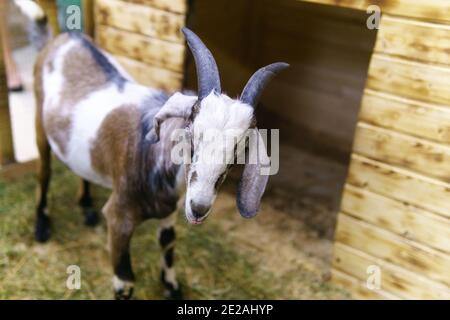 goat in barn. Domestic dwarf goat in the farm. Little goat standing in wooden shelter. Stock Photo