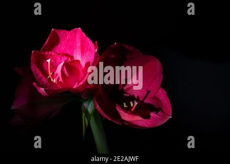 Close up of a vibrant red Hippeastrum (Amaryllis), stunning on a black background, chiaroscuro Stock Photo