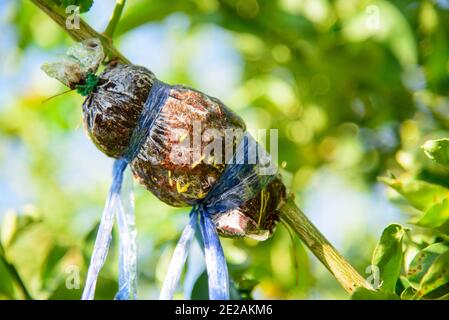 graft on the lemon tree for breed Stock Photo