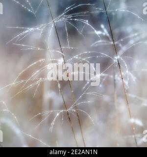 Sunlit dewdrops on grasses in mid-winter, Yearsley Woods, East Gilling, North Yorkshire, UK. Stock Photo