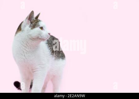 Beautiful fluffy spotted wite and grey cat isolated on a pink background. Curious cat standing Full length and looking away. Pets. Stock Photo