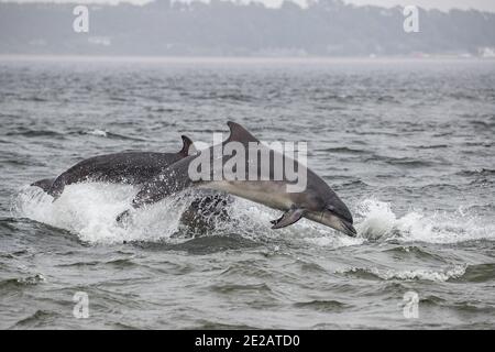 Breaching Bottlenose dolphins (Tursiops truncates) in the waters of the Moray Firth in the Scottish Highlands. Stock Photo