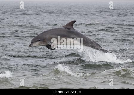 Breaching Bottlenose dolphins (Tursiops truncates) in the waters of the Moray Firth in the Scottish Highlands. Stock Photo