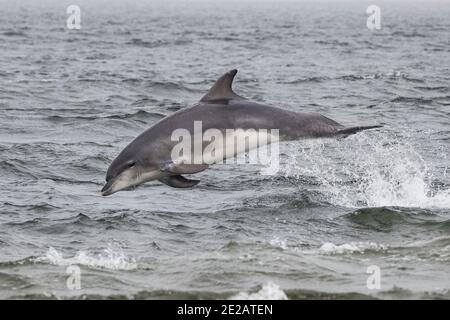 Breaching Bottlenose dolphins (Tursiops truncates) in the waters of the Moray Firth in the Scottish Highlands. Stock Photo