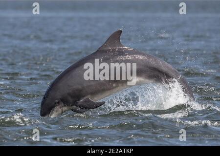 Breaching Bottlenose dolphins (Tursiops truncates) in the waters of the Moray Firth in the Scottish Highlands.