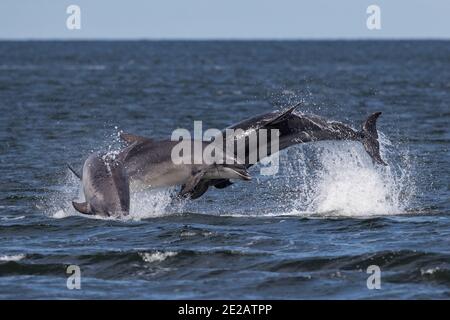 Breaching Bottlenose dolphins (Tursiops truncates) in the waters of the Moray Firth in the Scottish Highlands. Stock Photo