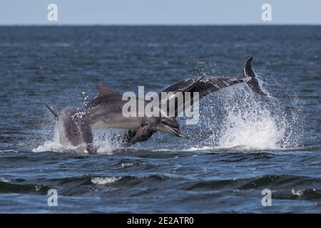 Breaching Bottlenose dolphins (Tursiops truncates) in the waters of the Moray Firth in the Scottish Highlands. Stock Photo