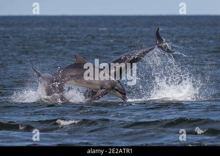 Breaching Bottlenose dolphins (Tursiops truncates) in the waters of the Moray Firth in the Scottish Highlands. Stock Photo