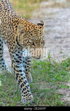 African Leopard (Panthera pardus). Approaching, head on, walking towards photographers position, in a safari vehicle, apparently fearless, unafraid. B Stock Photo