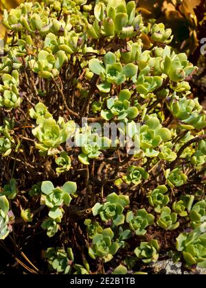 Aeonium castello-paivae a succulent plant suited to Mediterranean climates that originated in the Canary Islands. Stock Photo