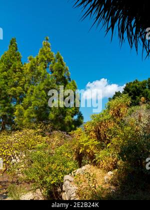 Plants in the Jardin Botanico de Soller a collection of plants from the Mediterranean and Balearic Islands on Soller Mallorca Spain founded in 1985 Stock Photo