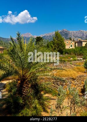 Plants in the Jardin Botanico de Soller a collection of plants from the Mediterranean and Balearic Islands on Soller Mallorca Spain founded in 1985 Stock Photo