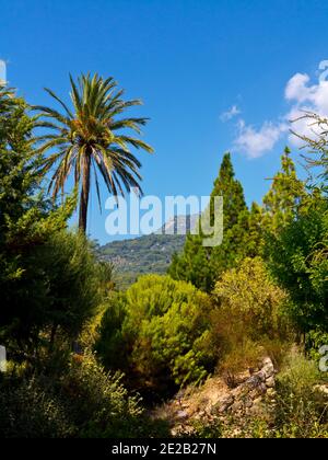 Plants in the Jardin Botanico de Soller a collection of plants from the Mediterranean and Balearic Islands on Soller Mallorca Spain founded in 1985 Stock Photo