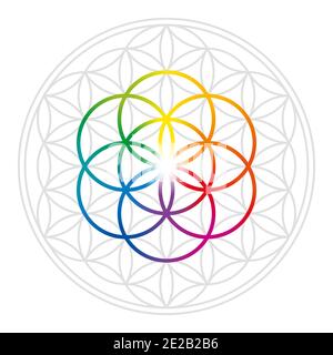 Rainbow colored Seed of Life in gray Flower of Life. Geometric figures and spiritual symbols of the Sacred Geometry. Stock Photo