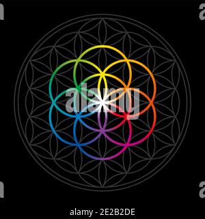 Rainbow colored Seed of Life in gray Flower of Life over black. Geometric figures and spiritual symbols of the Sacred Geometry. Stock Photo