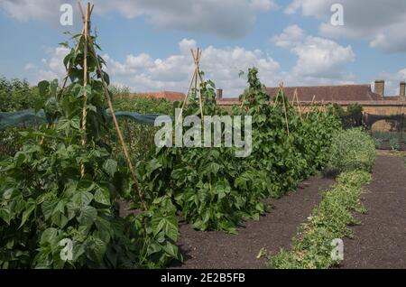 Home Grown Organic Heritage Climbing Green French Beans (Phaseolus vulgaris) Trailing over a Bamboo Cane Wigwam on an Allotment in a Vegetable Garden Stock Photo