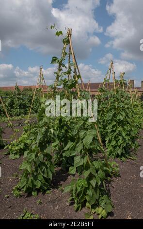 Home Grown Organic Heritage Climbing Green French Beans (Phaseolus vulgaris) Trailing over a Bamboo Cane Wigwam on an Allotment in a Vegetable Garden Stock Photo