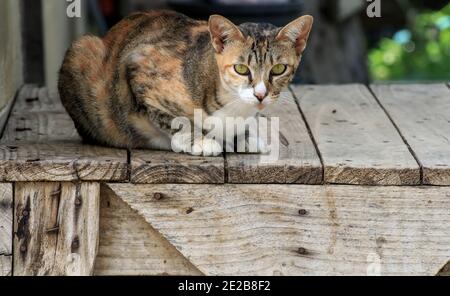 The cat was lying on a wooden table with a careful attitude Stock Photo