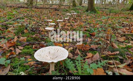 Closeup shot of fairy-ring mushrooms growing in a forest Stock Photo