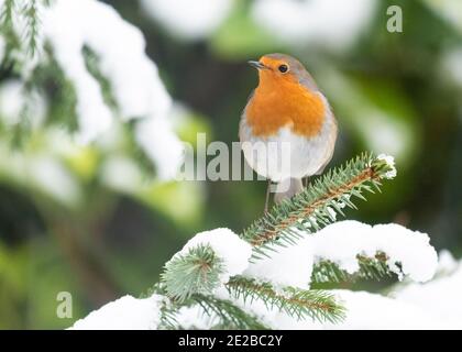 Robin - Erithacus rubecula - perched in snow covered pine christmas tree in winter - Scotland, UK Stock Photo