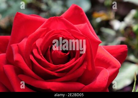 'Loving Memory' red rose in flower during the summer months Stock Photo