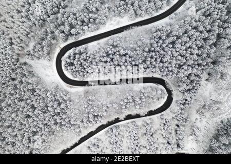 Curved S-shaped road in the winter forest aerial view. Empty winding road surrounded by high pine trees.  Stock Photo