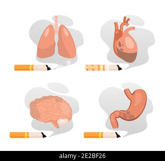 Harm of smoking to lungs stomach brain heart set, stop smoking isolated on white Stock Vector