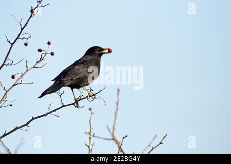 Male Blackbird, Turdus merula, taking Hawthorn, Crataegus monogyna, berries in a hedgerow bush, RSPB's Otmoor reserve, Oxfordshire, 30th November 2019 Stock Photo