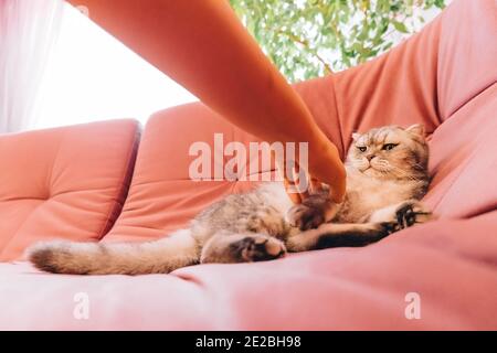 sunny morning, a fluffy cat lies on a pink soft sofa and rests. Kon attacks the hand Stock Photo