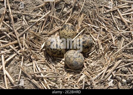 Eggs in Lapwing, Vanellus vanellus, nest in Berkshire Downland field at Harwell, Oxfordshire, 15th May 2020. Stock Photo